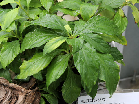 Lysimachia sikokiana