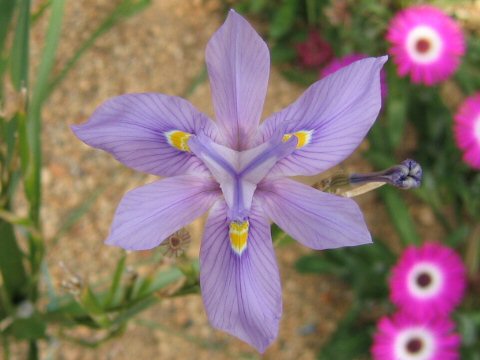 Moraea polystachya