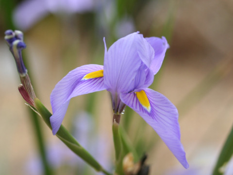 Moraea polystachya