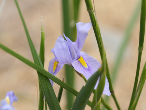 Moraea polystachya