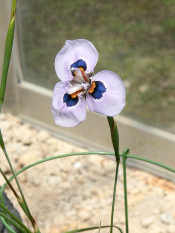 Moraea villosa