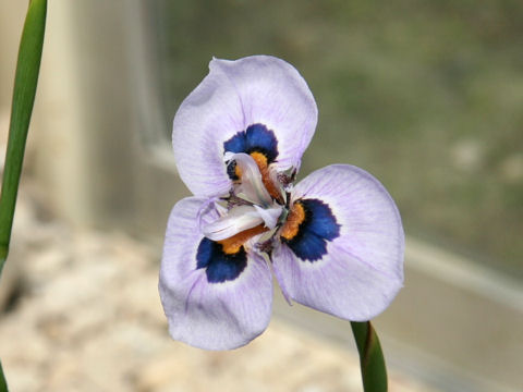 Moraea villosa