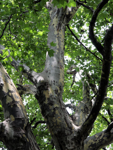 Platanus x acerifolia