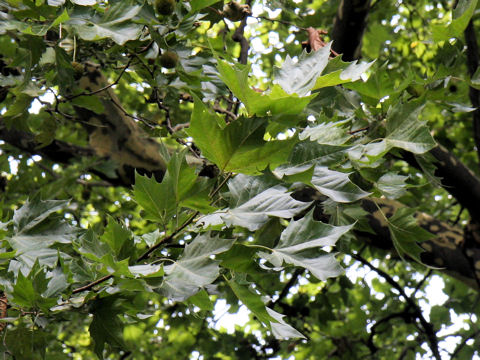 Platanus x acerifolia