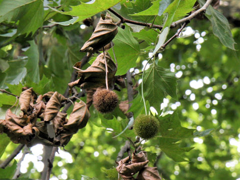 Platanus x acerifolia