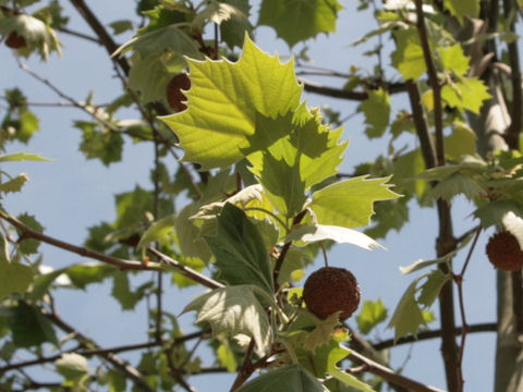 Platanus x acerifolia