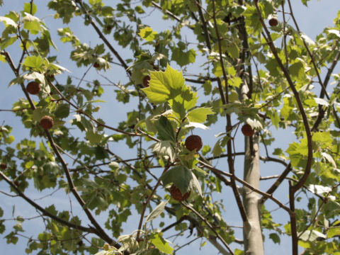 Platanus x acerifolia