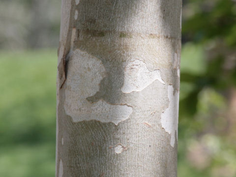 Platanus x acerifolia