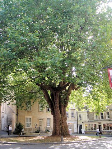 Platanus x acerifolia