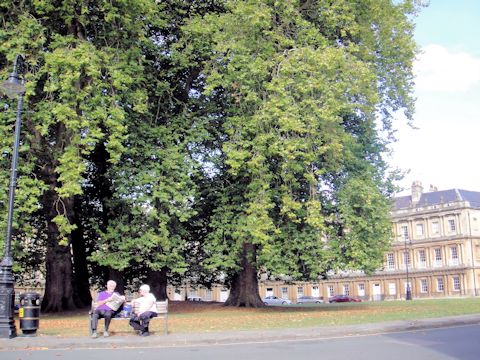 Platanus x acerifolia