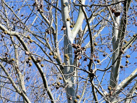 Platanus x acerifolia