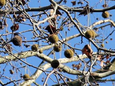 Platanus x acerifolia