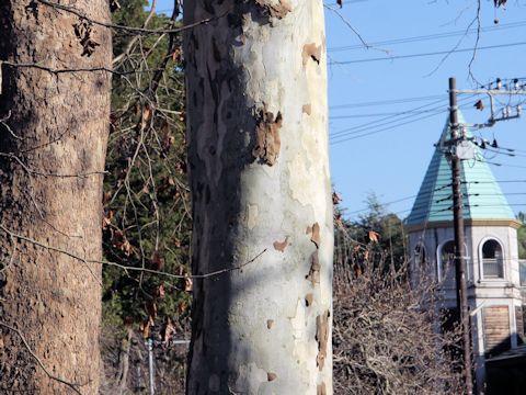 Platanus x acerifolia