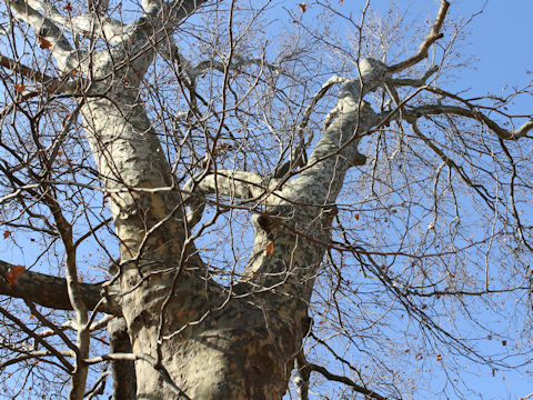 Platanus x acerifolia