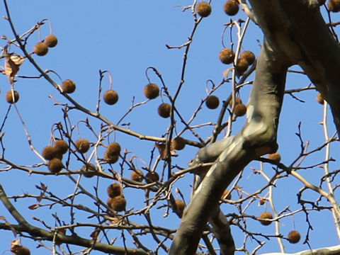 Platanus x acerifolia