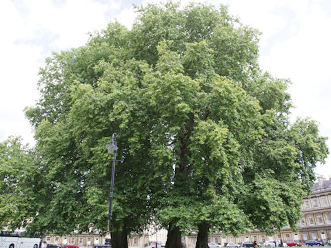 Platanus x acerifolia