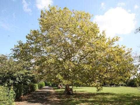 Platanus x acerifolia