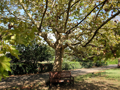 Platanus x acerifolia
