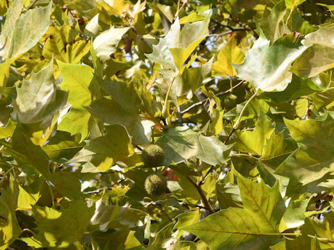 Platanus x acerifolia