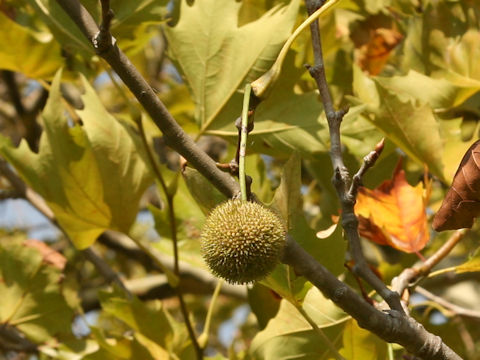 Platanus x acerifolia