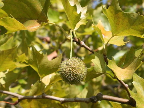 Platanus x acerifolia