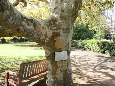 Platanus x acerifolia