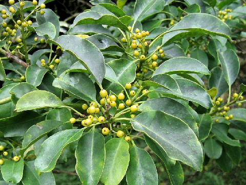 Ilex integra