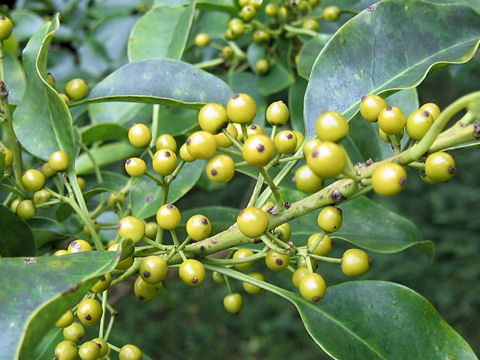 Ilex integra