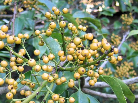 Ilex integra