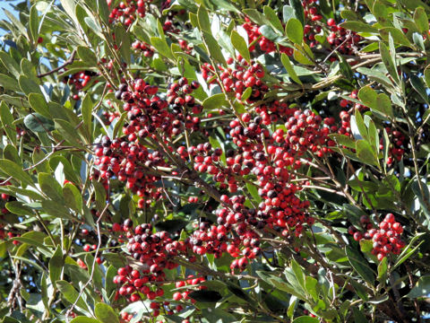 Ilex integra