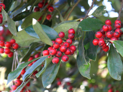 Ilex integra