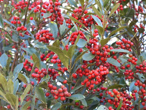 Ilex integra