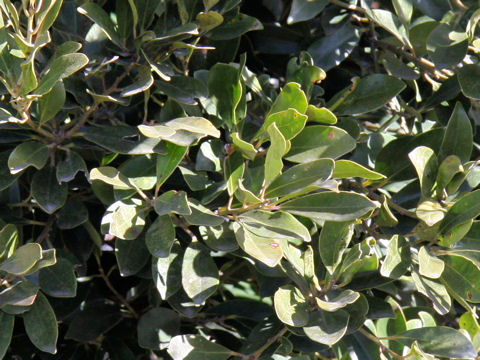 Ilex integra