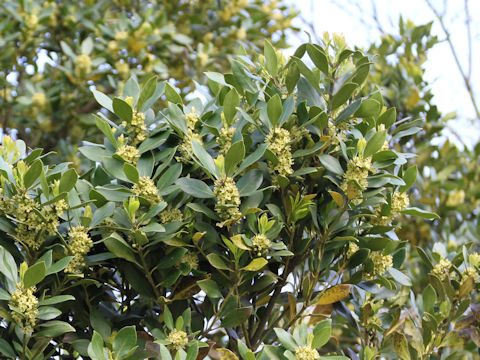 Ilex integra