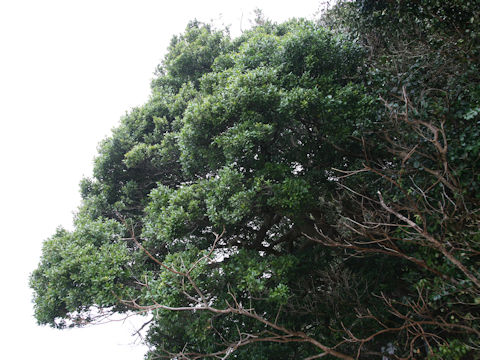 Ilex integra