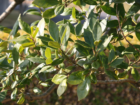 Ilex integra