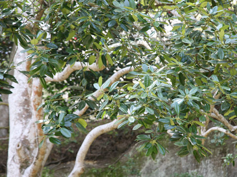 Ilex integra