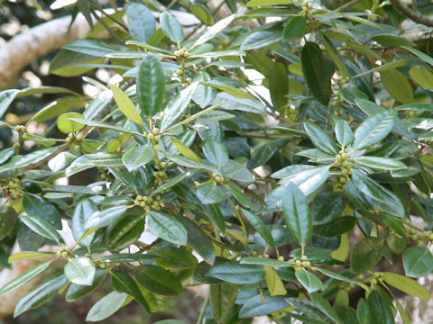 Ilex integra