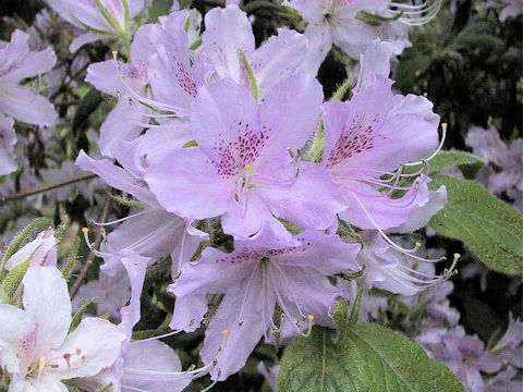 Rhododendron macrosepalum