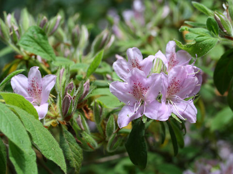 Rhododendron macrosepalum