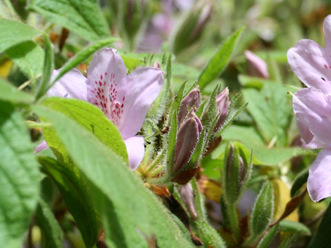 Rhododendron macrosepalum