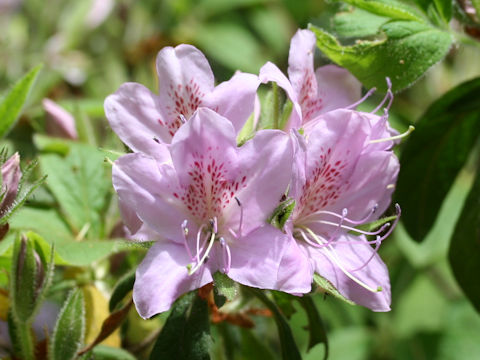 Rhododendron macrosepalum