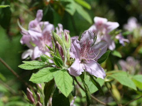 Rhododendron macrosepalum