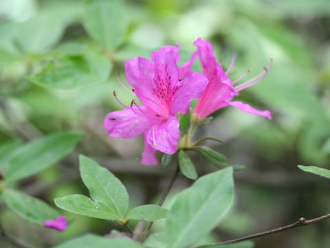 Rhododendron macrosepalum