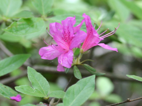 Rhododendron macrosepalum