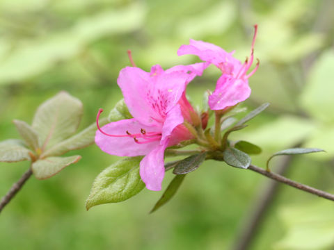 Rhododendron macrosepalum