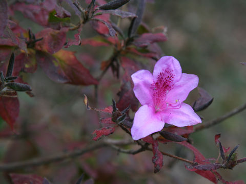 Rhododendron macrosepalum