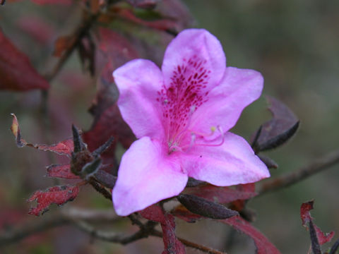 Rhododendron macrosepalum