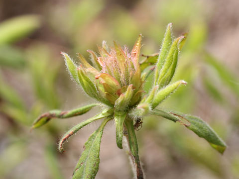 Rhododendron macrosepalum