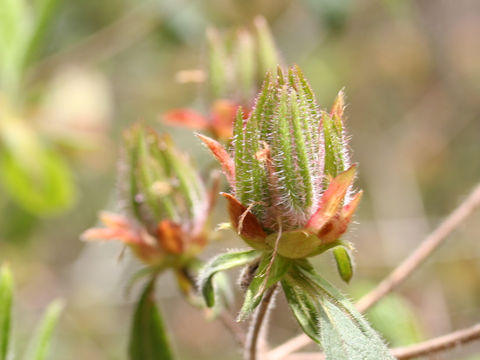 Rhododendron macrosepalum